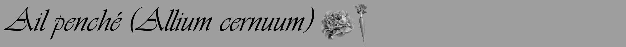 Étiquette de : Allium cernuum - format a - style noire42viv avec comestibilité simplifiée