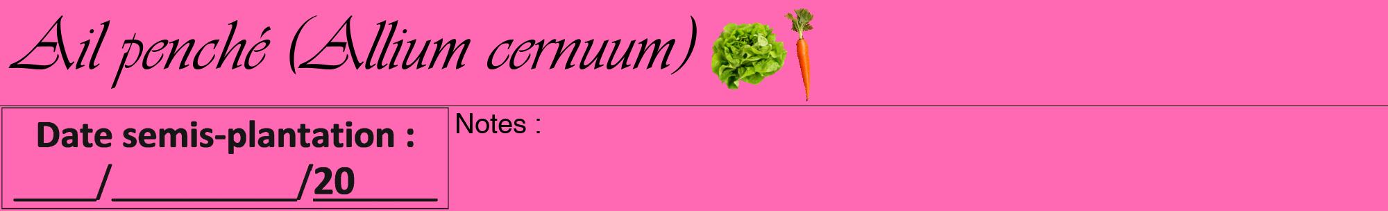 Étiquette de : Allium cernuum - format a - style noire42viv avec comestibilité simplifiée