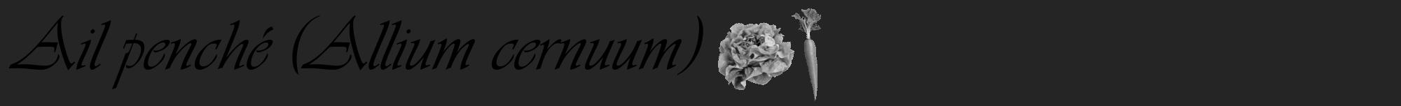 Étiquette de : Allium cernuum - format a - style noire47basiqueviv avec comestibilité simplifiée