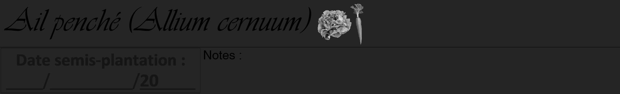 Étiquette de : Allium cernuum - format a - style noire47basiqueviv avec comestibilité simplifiée