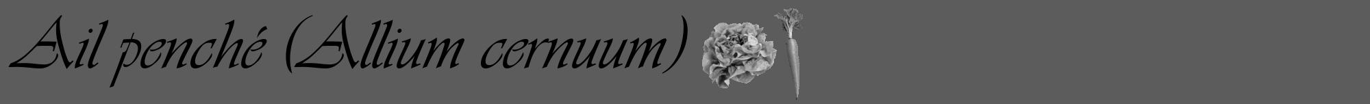 Étiquette de : Allium cernuum - format a - style noire49viv avec comestibilité simplifiée