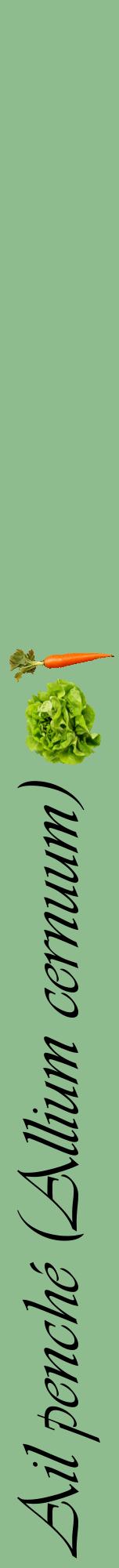 Étiquette de : Allium cernuum - format a - style noire13viv avec comestibilité simplifiée