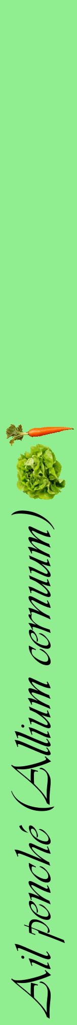 Étiquette de : Allium cernuum - format a - style noire15viv avec comestibilité simplifiée