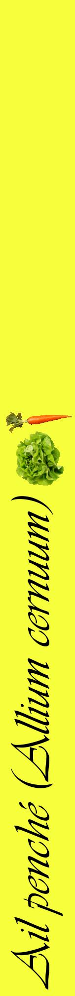 Étiquette de : Allium cernuum - format a - style noire18viv avec comestibilité simplifiée