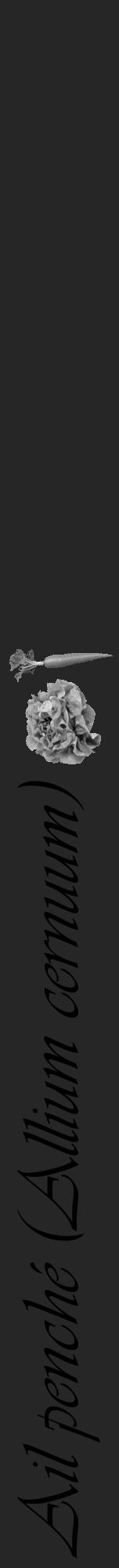 Étiquette de : Allium cernuum - format a - style noire29viv avec comestibilité simplifiée - position verticale