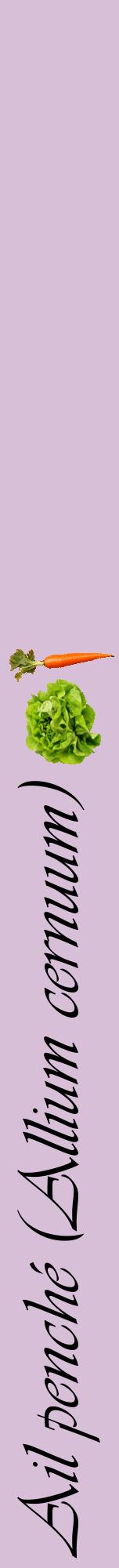 Étiquette de : Allium cernuum - format a - style noire54viv avec comestibilité simplifiée