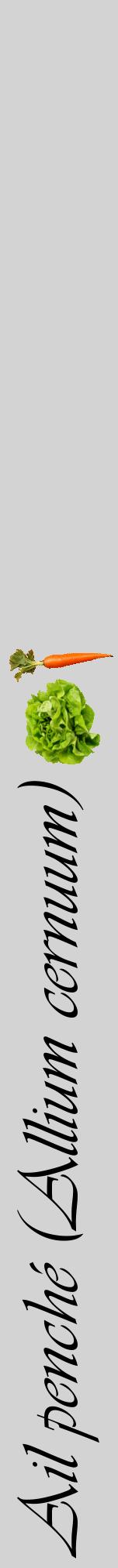 Étiquette de : Allium cernuum - format a - style noire56viv avec comestibilité simplifiée