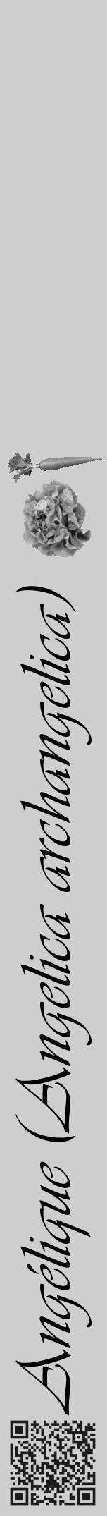 Étiquette de : Angelica archangelica - format a - style noire17viv avec qrcode et comestibilité simplifiée - position verticale