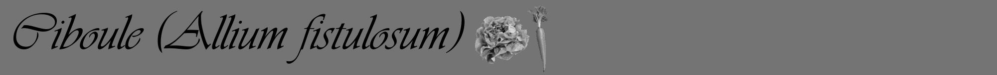 Étiquette de : Allium fistulosum - format a - style noire26viv avec comestibilité simplifiée