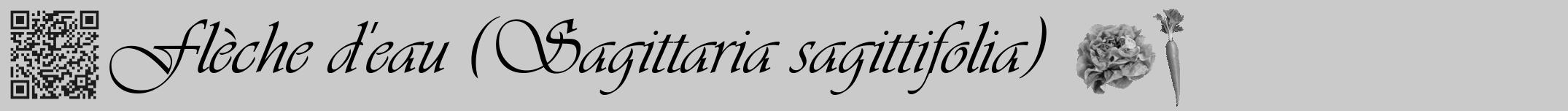 Étiquette de : Sagittaria sagittifolia - format a - style noire21viv avec qrcode et comestibilité simplifiée