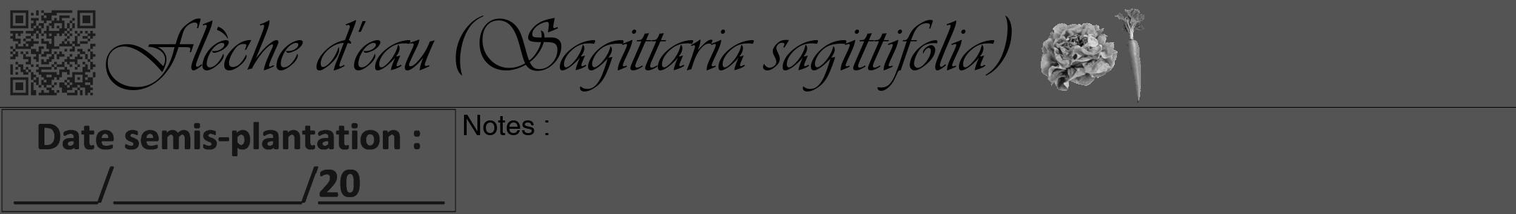 Étiquette de : Sagittaria sagittifolia - format a - style noire30viv avec qrcode et comestibilité simplifiée