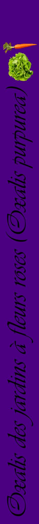 Étiquette de : Oxalis purpurea - format a - style noire47viv avec comestibilité simplifiée