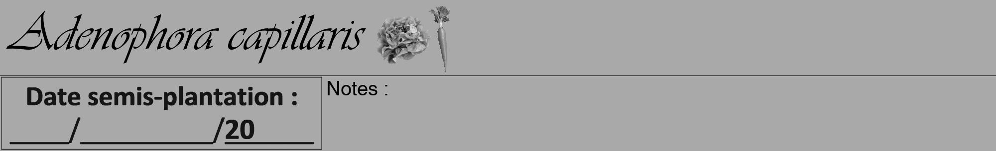 Étiquette de : Adenophora capillaris - format a - style noire13viv avec comestibilité simplifiée
