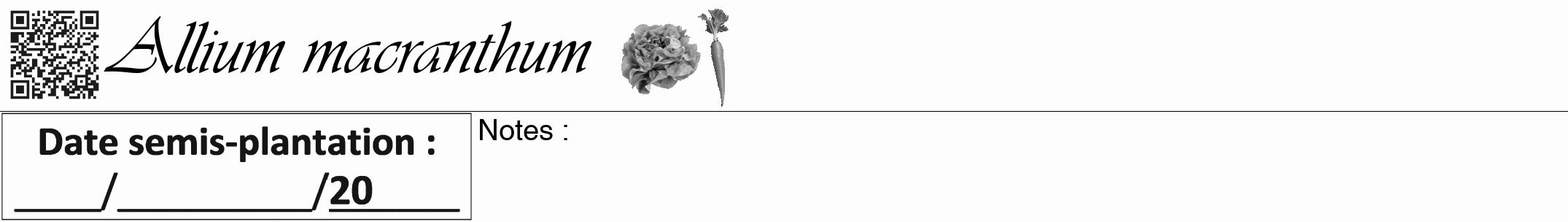 Étiquette de : Allium macranthum - format a - style noire19viv avec qrcode et comestibilité simplifiée