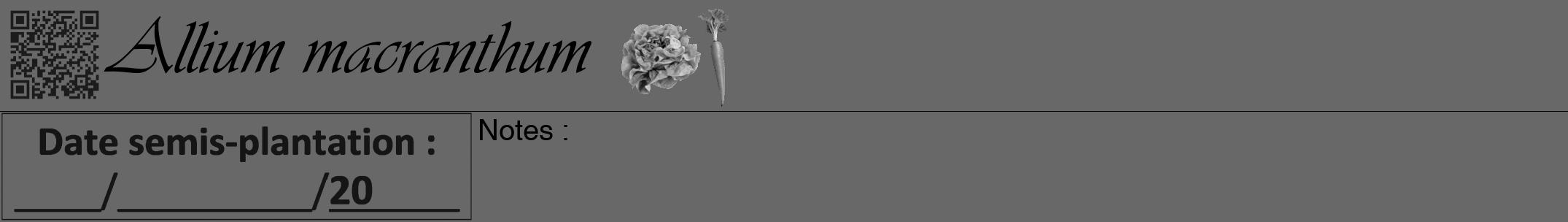 Étiquette de : Allium macranthum - format a - style noire6viv avec qrcode et comestibilité simplifiée