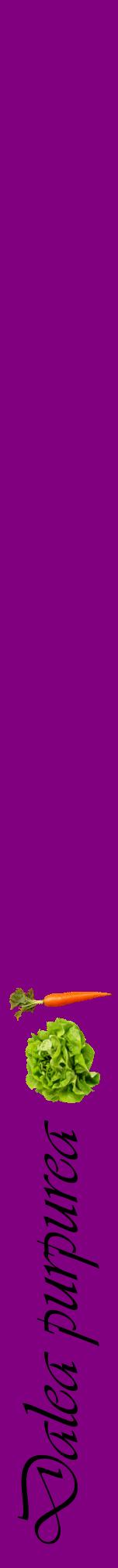 Étiquette de : Dalea purpurea - format a - style noire46viv avec comestibilité simplifiée