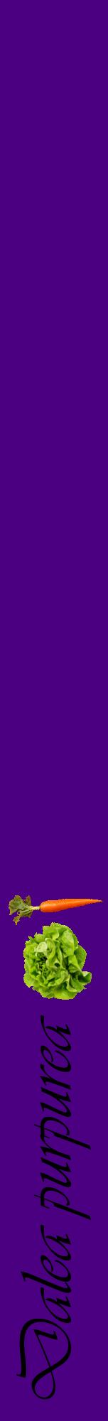 Étiquette de : Dalea purpurea - format a - style noire47viv avec comestibilité simplifiée
