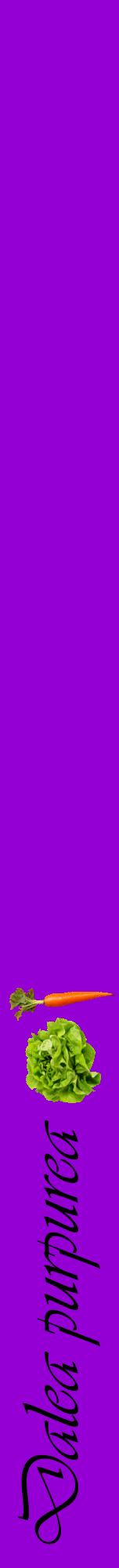 Étiquette de : Dalea purpurea - format a - style noire48viv avec comestibilité simplifiée