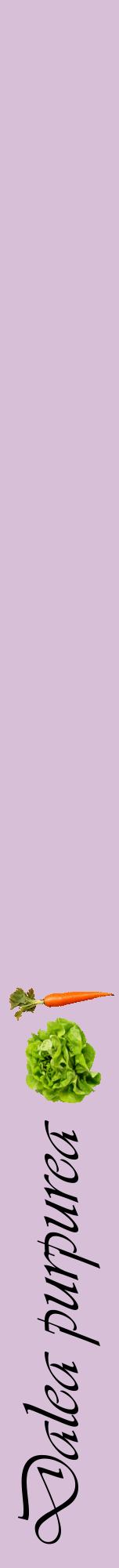 Étiquette de : Dalea purpurea - format a - style noire54viv avec comestibilité simplifiée