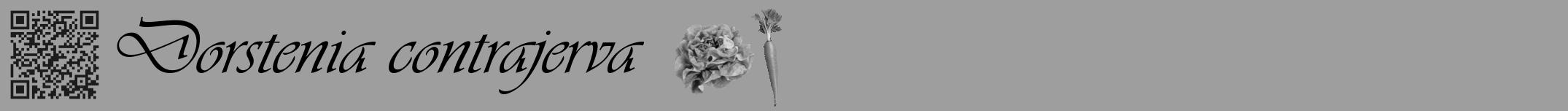 Étiquette de : Dorstenia contrajerva - format a - style noire23basiqueviv avec qrcode et comestibilité simplifiée