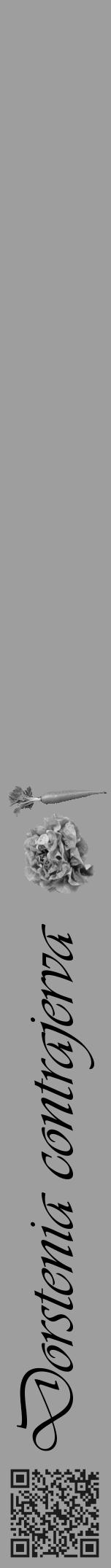 Étiquette de : Dorstenia contrajerva - format a - style noire23basiqueviv avec qrcode et comestibilité simplifiée - position verticale