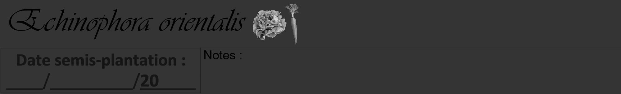 Étiquette de : Echinophora orientalis - format a - style noire46viv avec comestibilité simplifiée