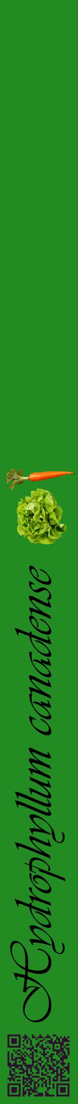 Étiquette de : Hydrophyllum canadense - format a - style noire10viv avec qrcode et comestibilité simplifiée