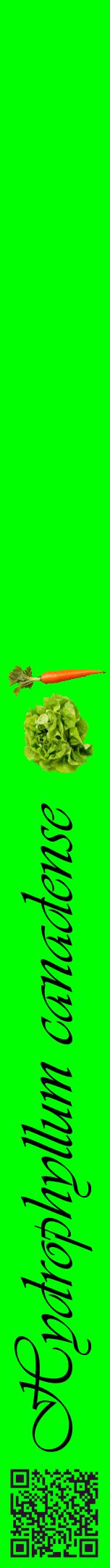 Étiquette de : Hydrophyllum canadense - format a - style noire16viv avec qrcode et comestibilité simplifiée