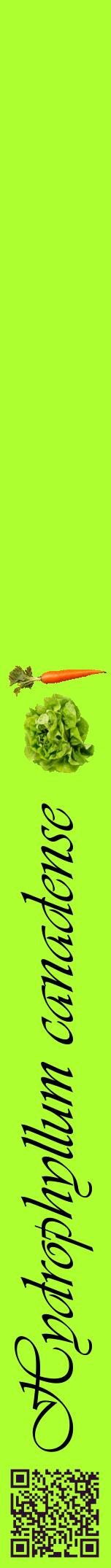 Étiquette de : Hydrophyllum canadense - format a - style noire17viv avec qrcode et comestibilité simplifiée