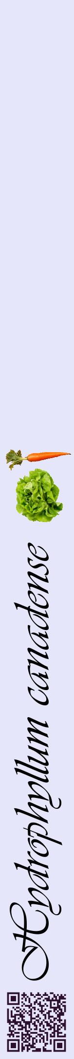 Étiquette de : Hydrophyllum canadense - format a - style noire55viv avec qrcode et comestibilité simplifiée