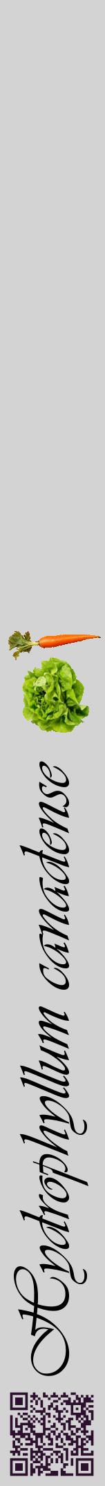 Étiquette de : Hydrophyllum canadense - format a - style noire56viv avec qrcode et comestibilité simplifiée
