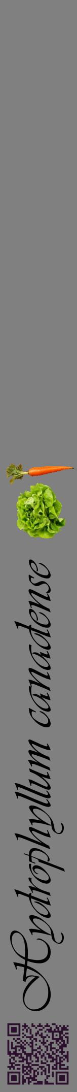 Étiquette de : Hydrophyllum canadense - format a - style noire57viv avec qrcode et comestibilité simplifiée