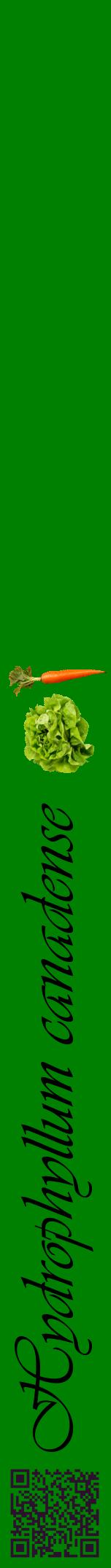Étiquette de : Hydrophyllum canadense - format a - style noire9viv avec qrcode et comestibilité simplifiée
