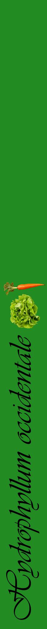 Étiquette de : Hydrophyllum occidentale - format a - style noire10viv avec comestibilité simplifiée