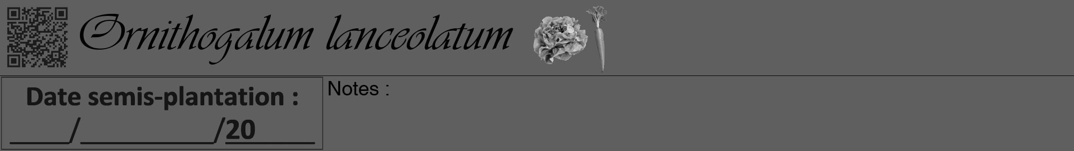 Étiquette de : Ornithogalum lanceolatum - format a - style noire10viv avec qrcode et comestibilité simplifiée