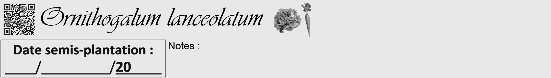 Étiquette de : Ornithogalum lanceolatum - format a - style noire55viv avec qrcode et comestibilité simplifiée
