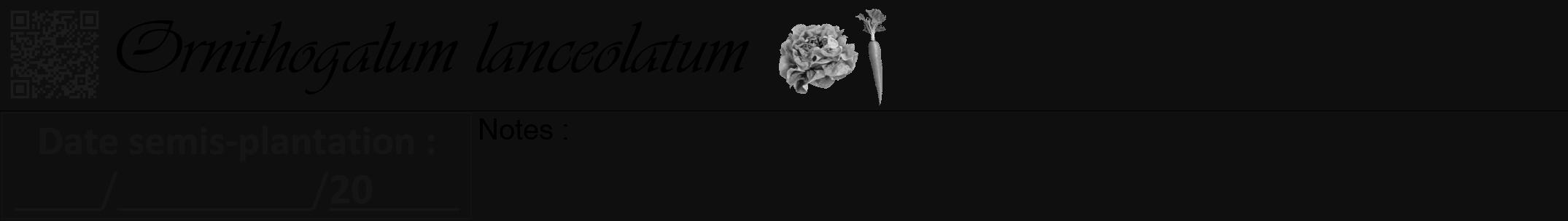 Étiquette de : Ornithogalum lanceolatum - format a - style noire7viv avec qrcode et comestibilité simplifiée