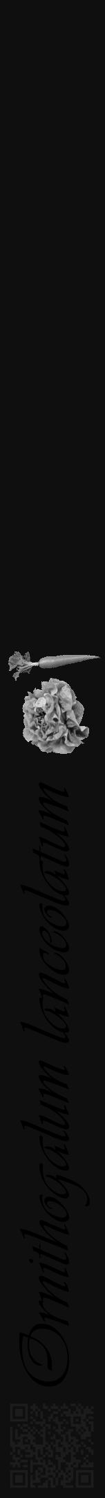 Étiquette de : Ornithogalum lanceolatum - format a - style noire7viv avec qrcode et comestibilité simplifiée - position verticale