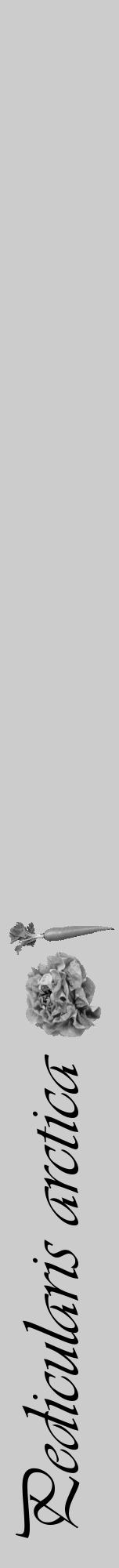 Étiquette de : Pedicularis arctica - format a - style noire0viv avec comestibilité simplifiée - position verticale