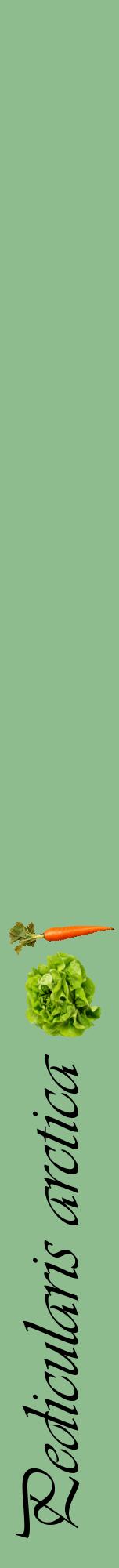 Étiquette de : Pedicularis arctica - format a - style noire13viv avec comestibilité simplifiée