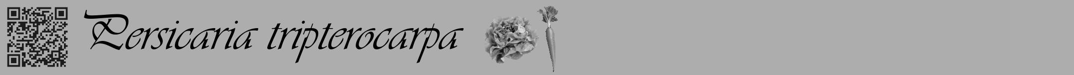 Étiquette de : Persicaria tripterocarpa - format a - style noire22basiqueviv avec qrcode et comestibilité simplifiée