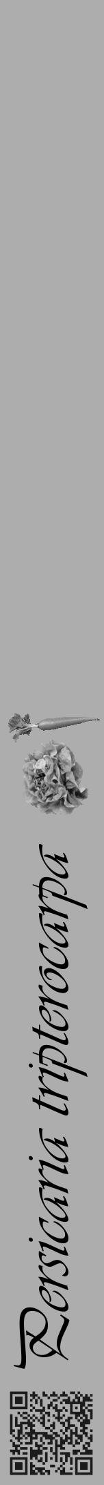 Étiquette de : Persicaria tripterocarpa - format a - style noire22basiqueviv avec qrcode et comestibilité simplifiée - position verticale
