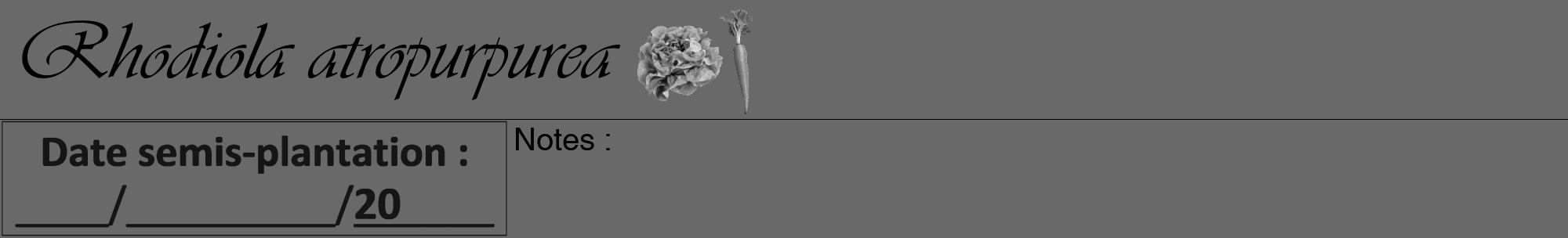 Étiquette de : Rhodiola atropurpurea - format a - style noire11viv avec comestibilité simplifiée