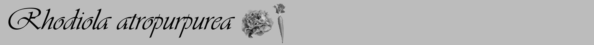 Étiquette de : Rhodiola atropurpurea - format a - style noire1viv avec comestibilité simplifiée