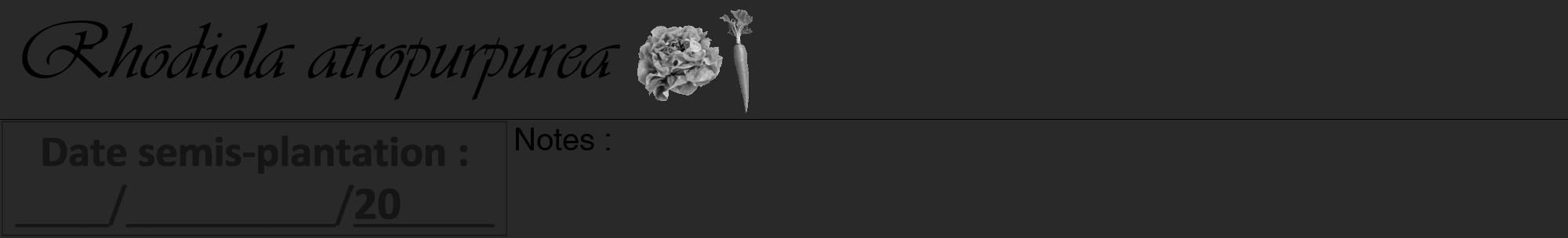 Étiquette de : Rhodiola atropurpurea - format a - style noire34viv avec comestibilité simplifiée