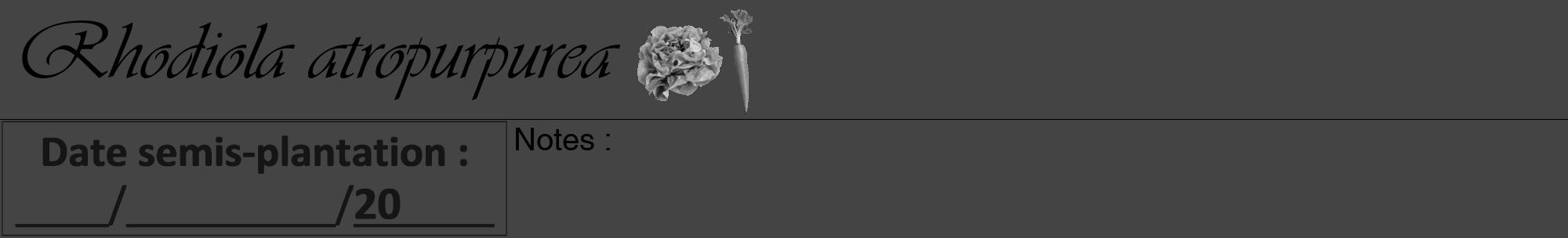 Étiquette de : Rhodiola atropurpurea - format a - style noire48viv avec comestibilité simplifiée