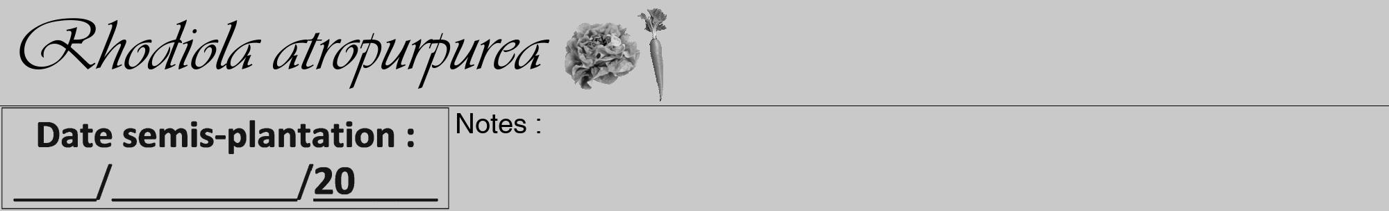 Étiquette de : Rhodiola atropurpurea - format a - style noire54viv avec comestibilité simplifiée