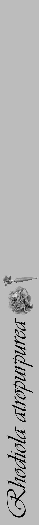 Étiquette de : Rhodiola atropurpurea - format a - style noire1viv avec comestibilité simplifiée - position verticale