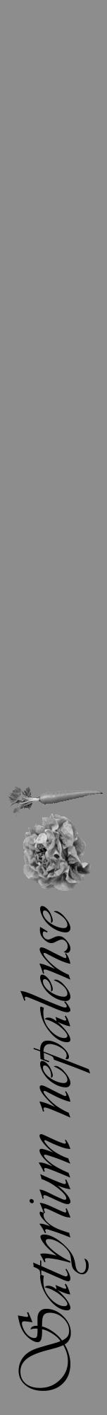 Étiquette de : Satyrium nepalense - format a - style noire2viv avec comestibilité simplifiée - position verticale