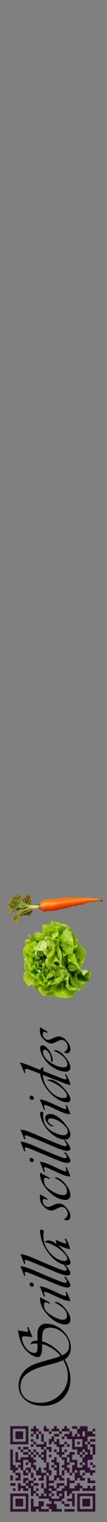 Étiquette de : Scilla scilloides - format a - style noire57viv avec qrcode et comestibilité simplifiée
